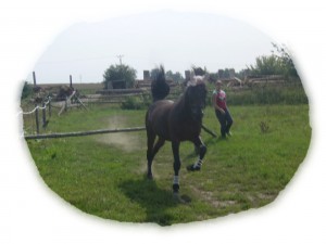 Obrazek